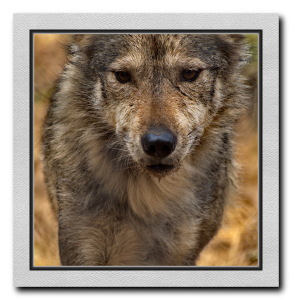 Alaskan Gray Wolf